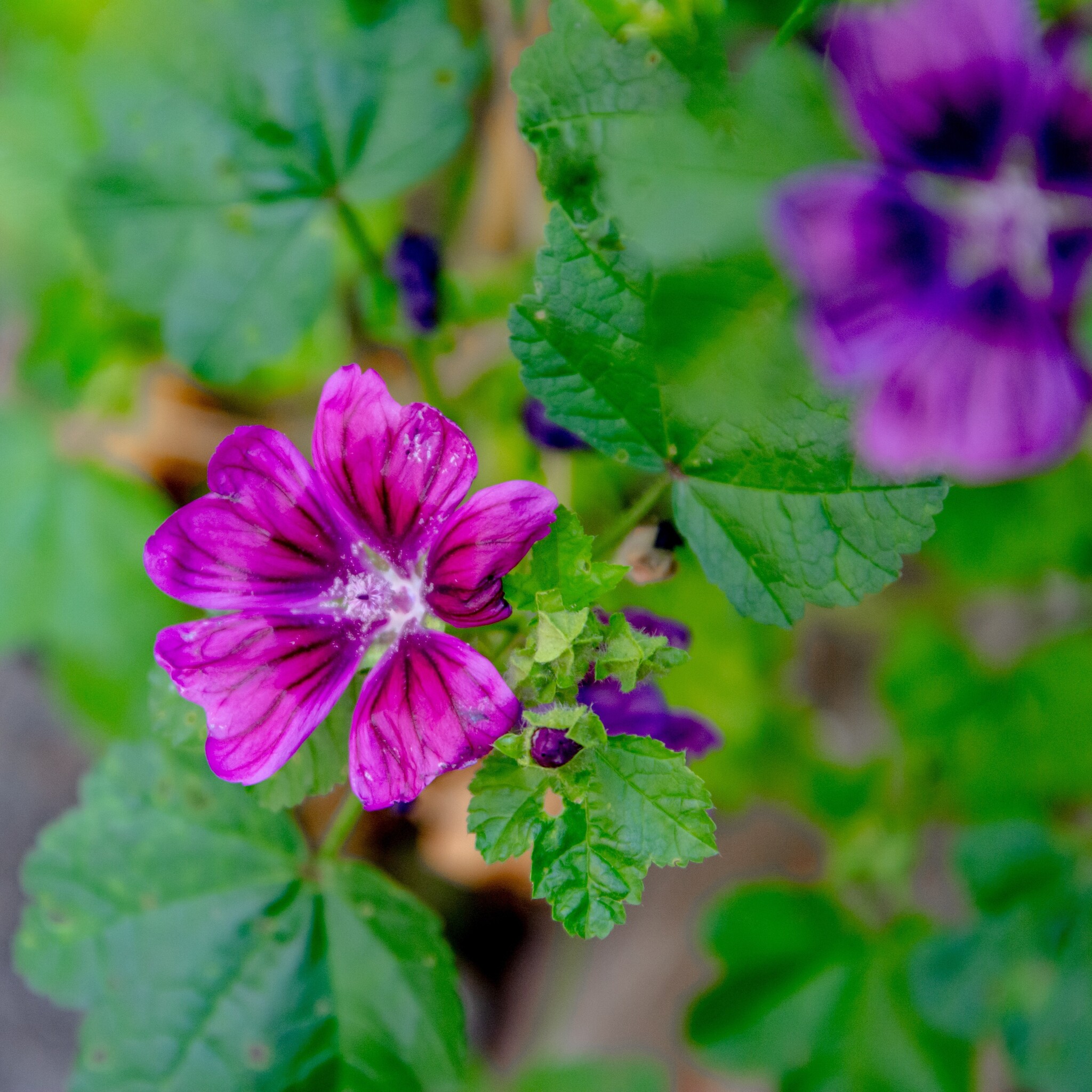 Werfzeep Rozemarijnshampoo