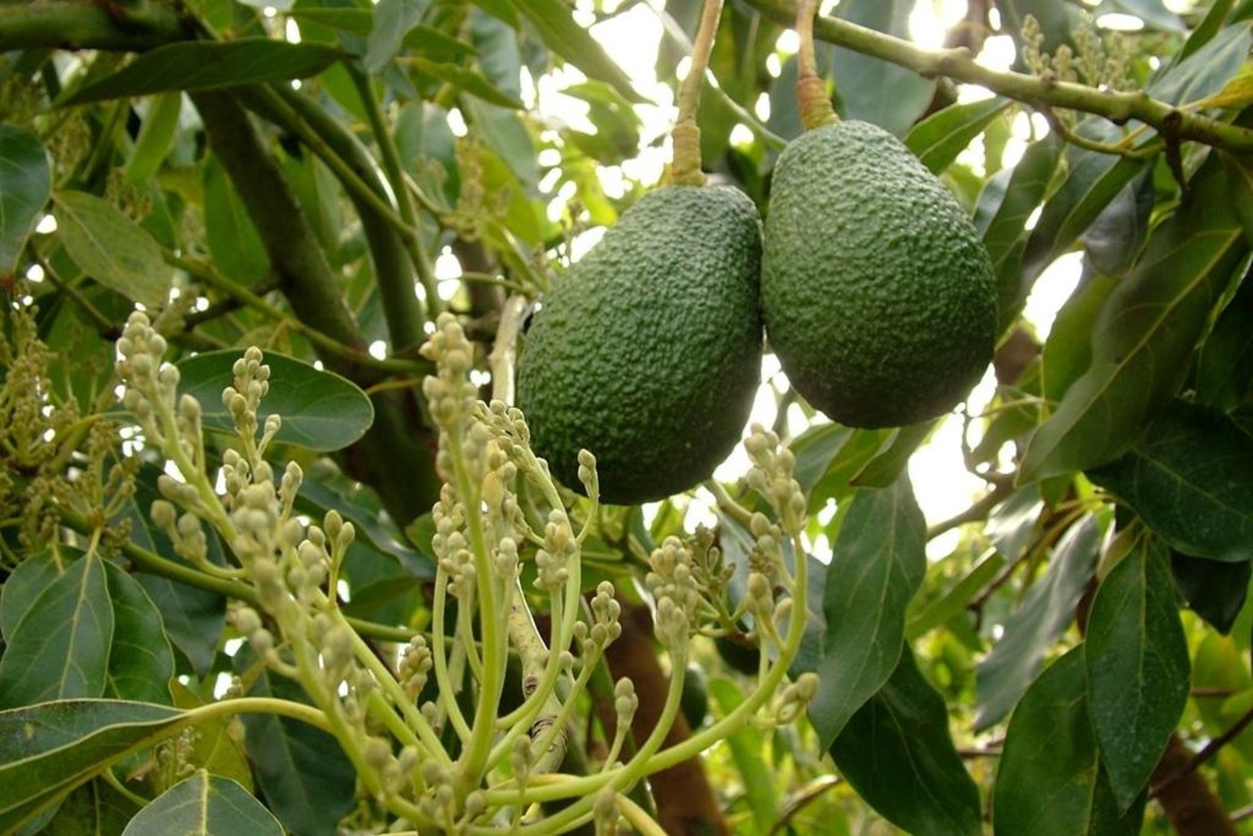 Werfzeep Avocadozeep