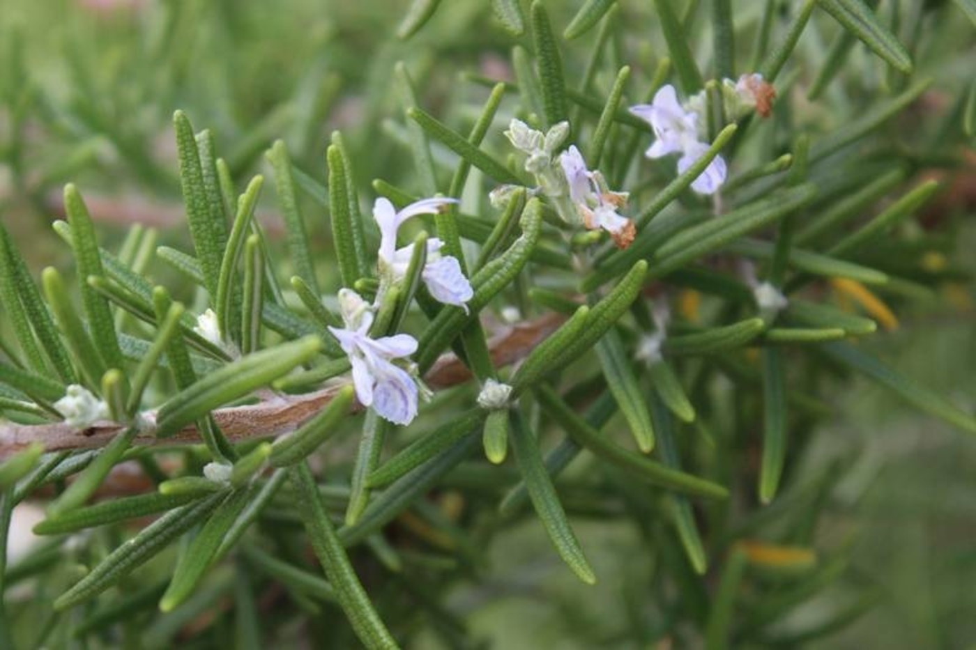 Werfzeep Rozemarijnshampoo