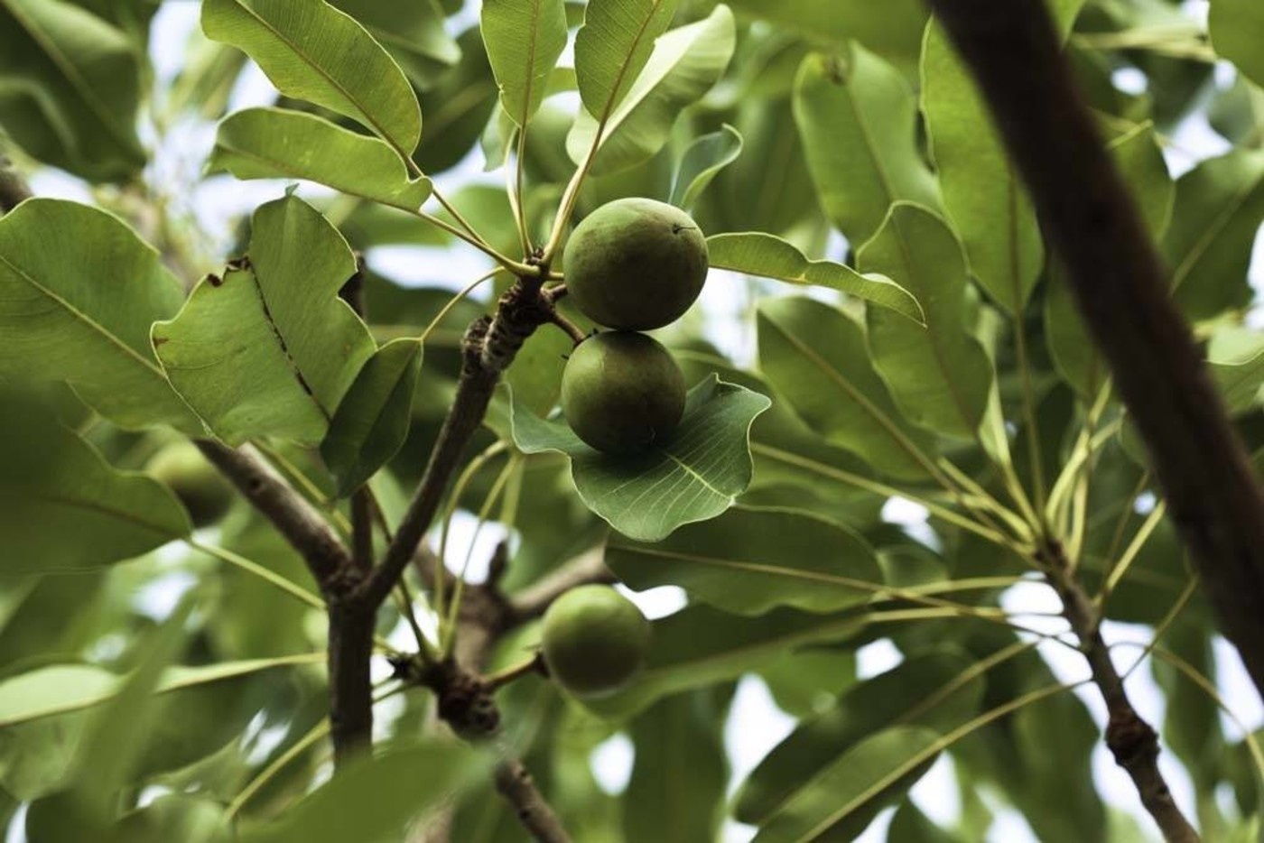 Werfzeep Avocadozeep