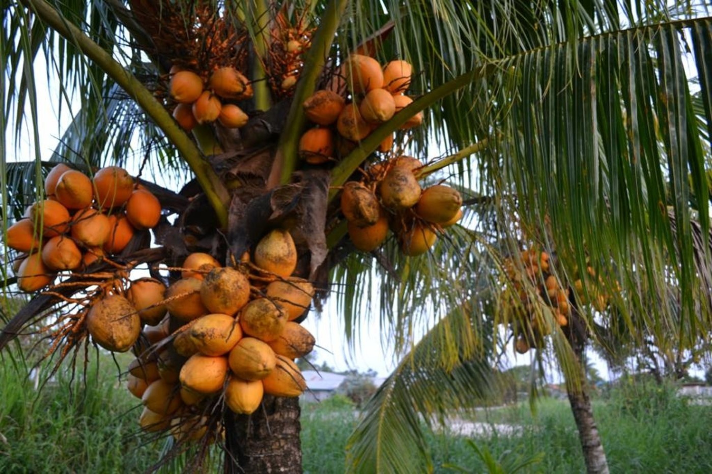 Werfzeep Avocadozeep