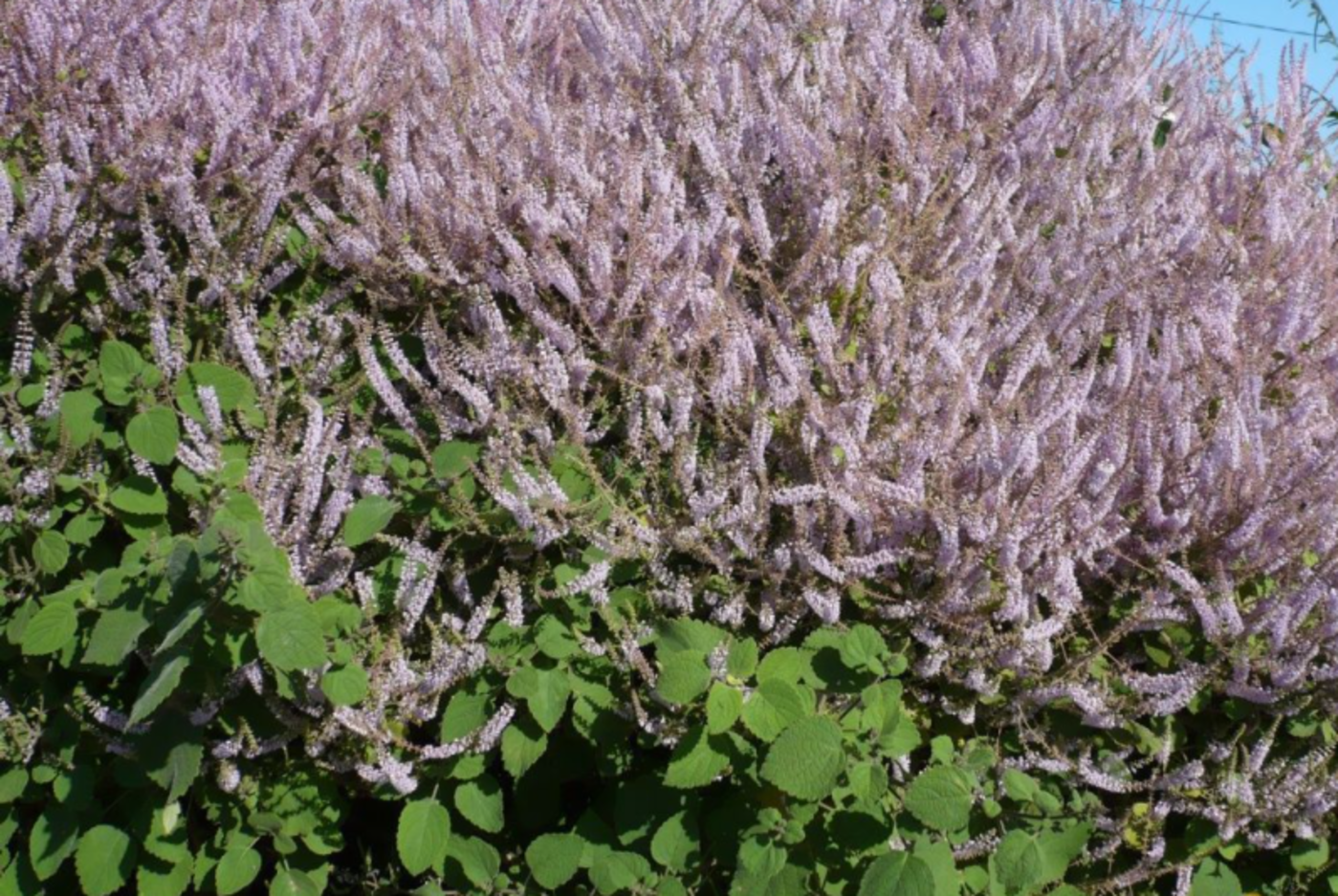 Werfzeep Patchoulizeep