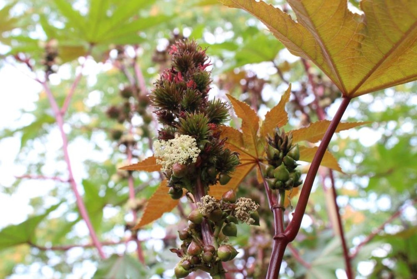 Werfzeep Schoonmaakzeep clean