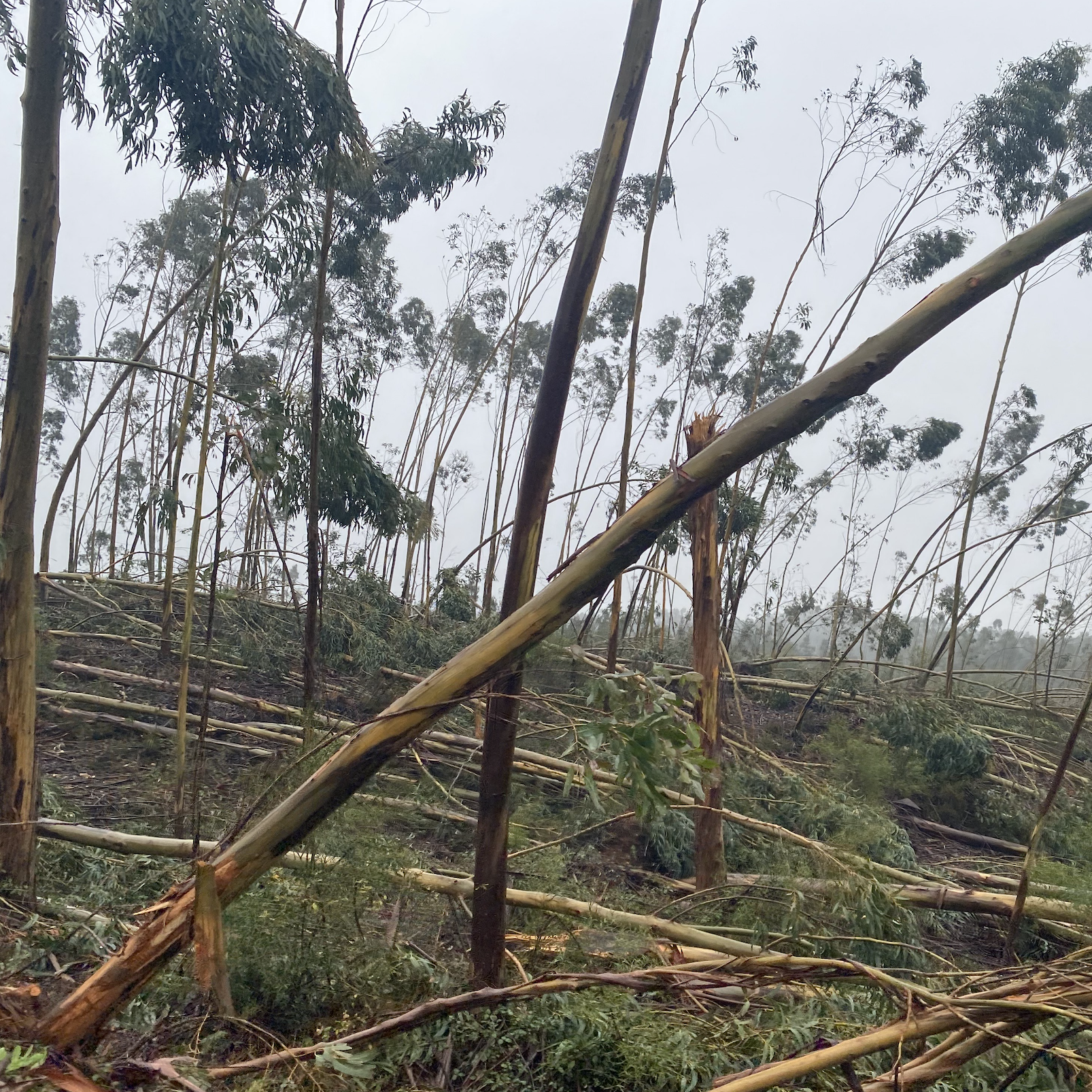 Werfzeep Stormzeep - benefietzeep voor nieuwe bomen