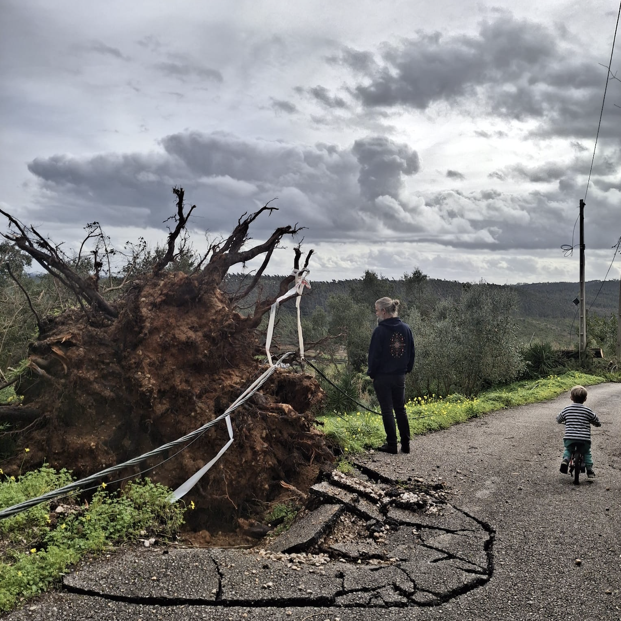 Werfzeep Stormzeep - benefietzeep voor nieuwe bomen