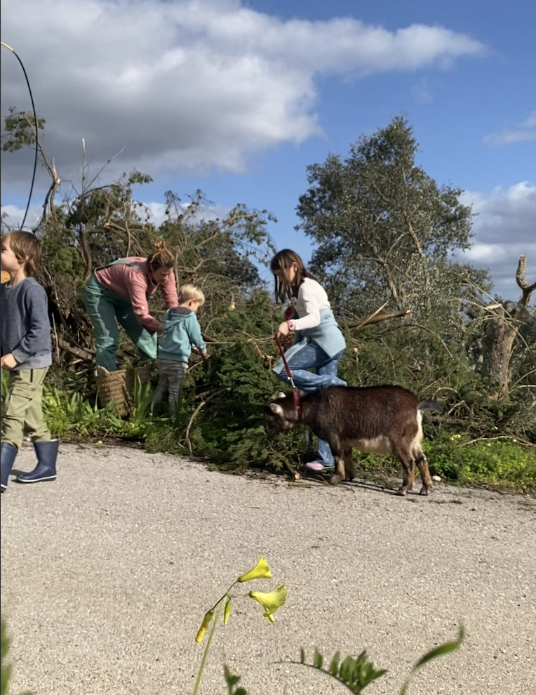 Werfzeep Stormzeep - benefietzeep voor nieuwe bomen
