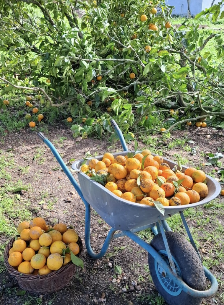 Werfzeep Stormzeep - benefietzeep voor nieuwe bomen