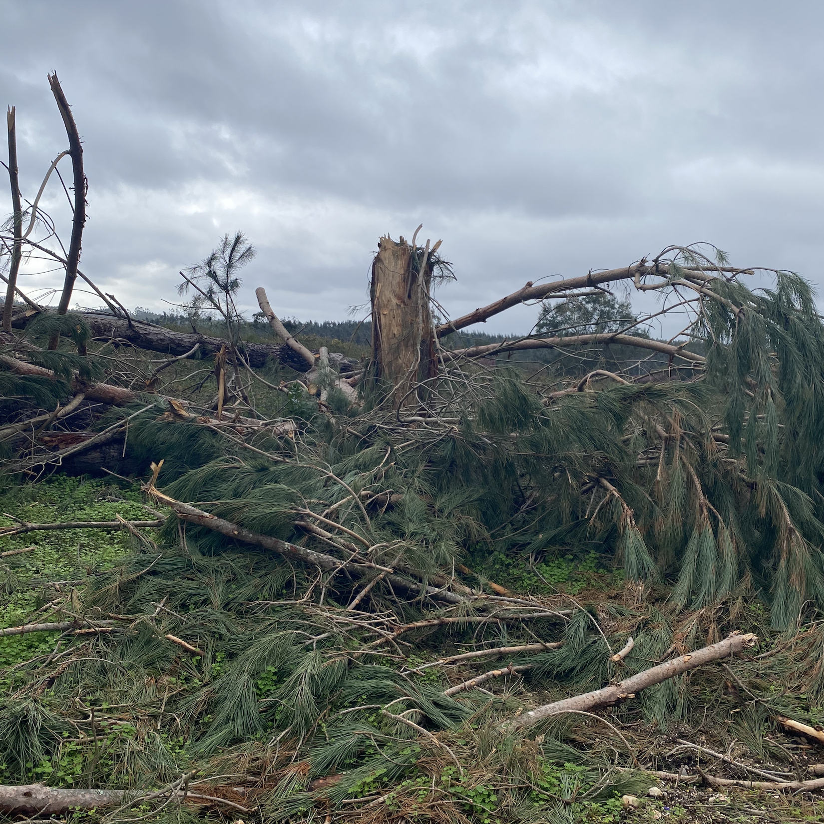 Werfzeep Stormzeep - benefietzeep voor nieuwe bomen