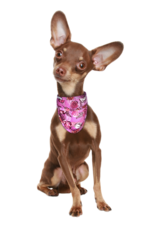 Aqua Coolkeeper Honden Koel bandana Roses