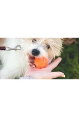 Dog Toy Wunderball Neon Orange