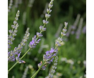 Speik Lavendel Hydrolaat Bio 200 ml - Oshadhi - Chicamica Holistic Health, Beauty & Spa