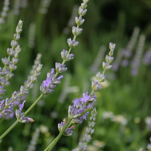 OSHADHI AROMATHERAPY Speik Lavendel Hydrolaat Bio OSHADHI AROMATHERAPY Speik Lavendel Hydrolaat Bio