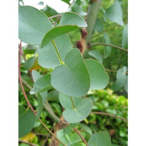 OSHADHI AROMATHERAPY Eucalyptus Hydrolaat Bio OSHADHI AROMATHERAPY Eucalyptus Hydrolaat Bio