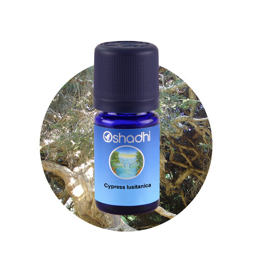 OSHADHI AROMATHERAPY Cypress Lusitanica , wild E.O.