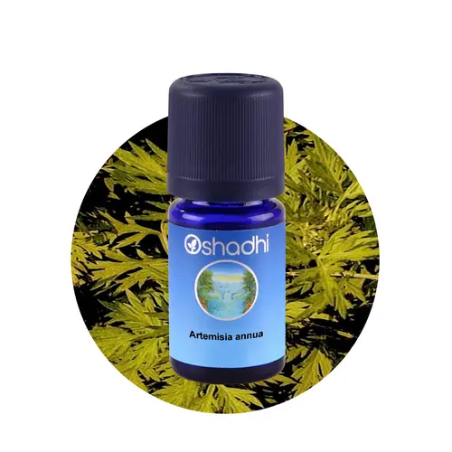 OSHADHI AROMATHERAPY Zomer Alsem, Artemisia Annua