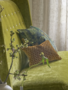Designers Guild Kissen Jabot - Mustard - 30x40cm