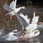Eigen label Vogelgriep beschermingspakket BASIC