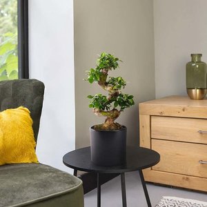 XL Kamer Bonsai Ficus 'Ginseng'