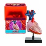 Ein-O Science Anatomie Hart Ein-O Science Anatomie Hart