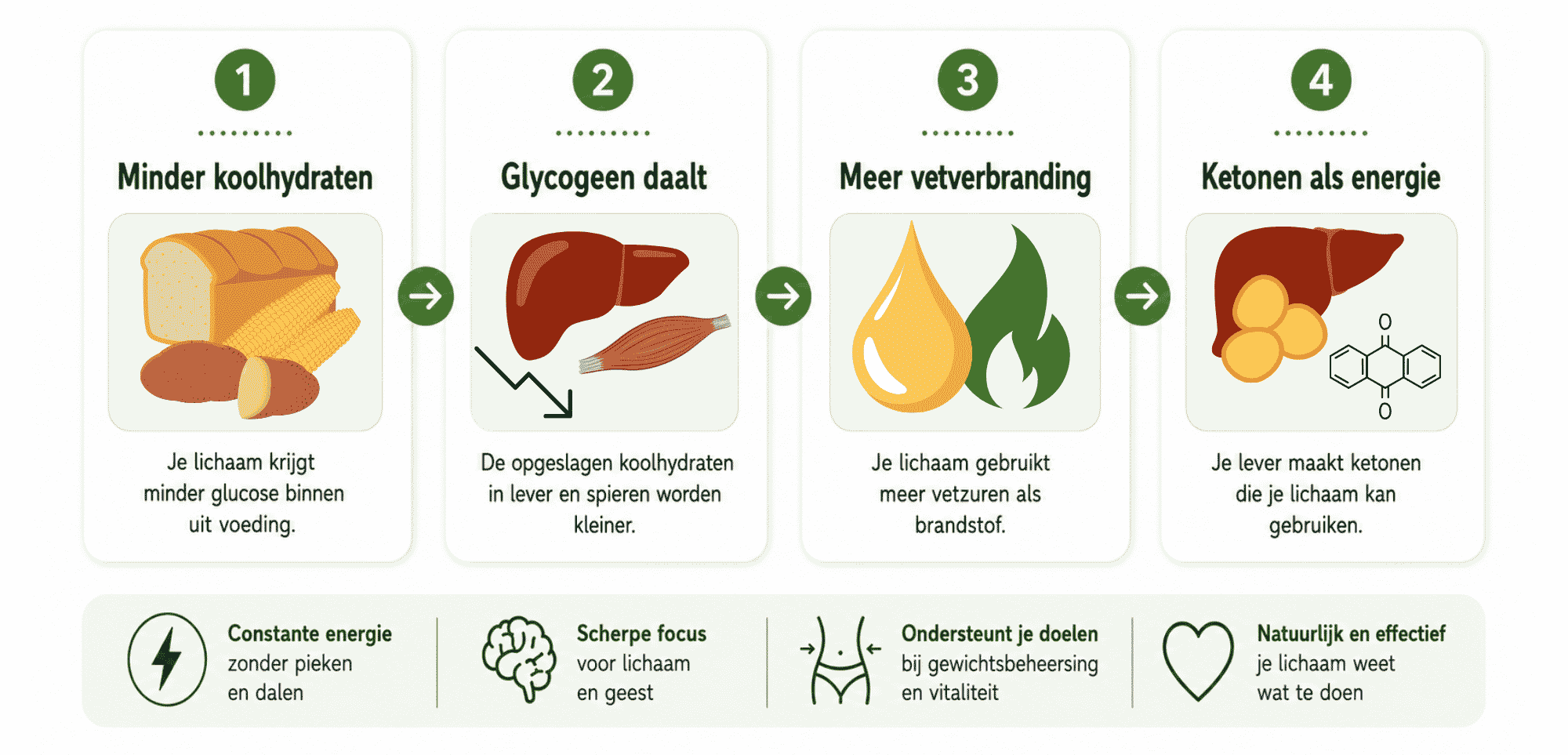 Van koolhydraten naar ketonen: zo schakelt je lichaam om
