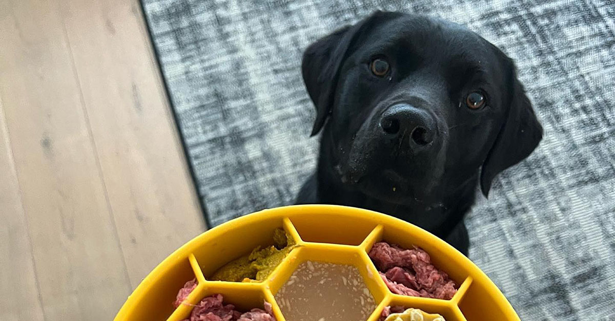 Het belang van natuurlijke diervoeding voor huisdieren met allergieën