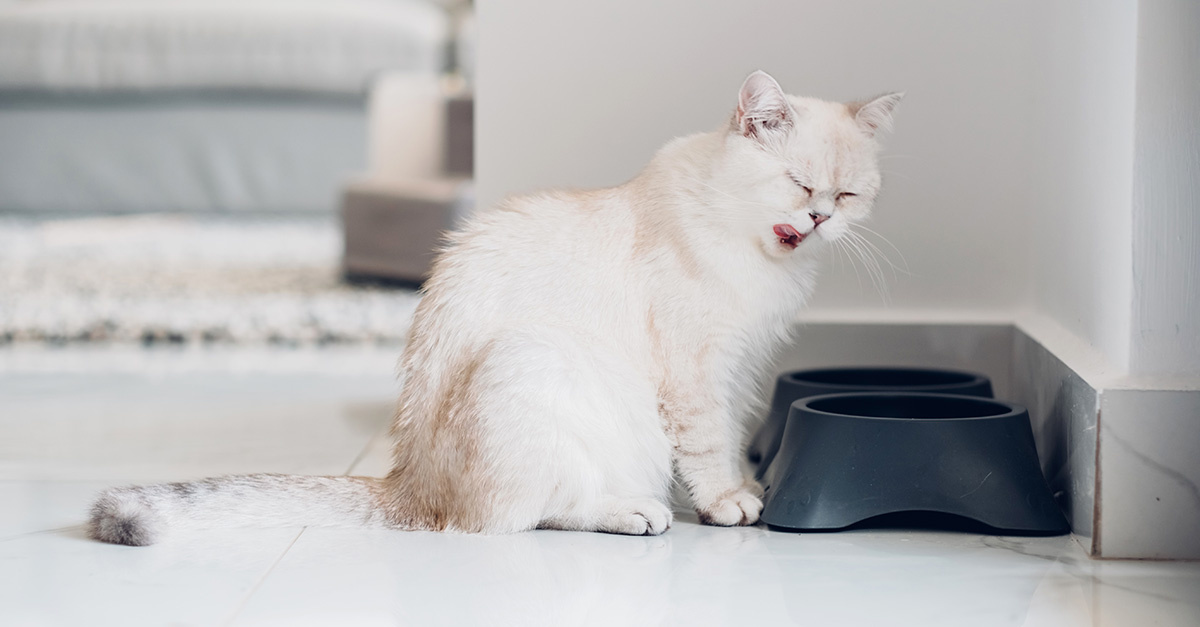De 6 lekkerste smaken vers vlees voor honden en katten in de winter