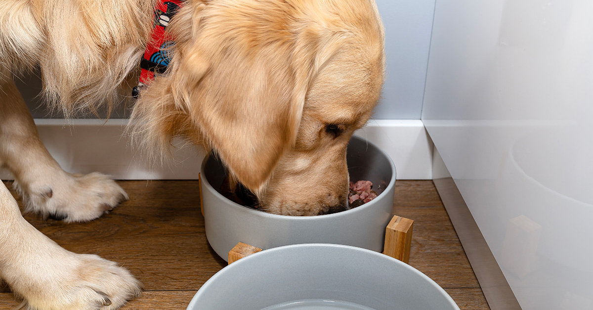 Hoe creëer je variatie in het eetpatroon van je huisdier met KVV?