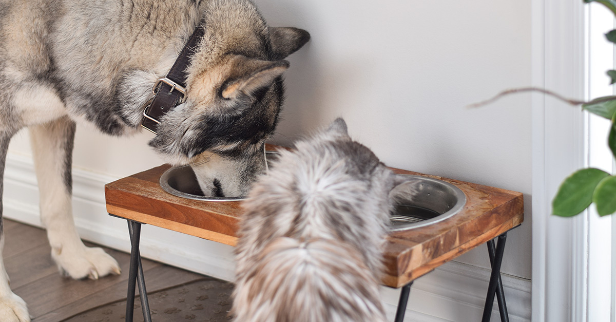 Hoe start je met een KVV dieet voor jouw hond of kat?