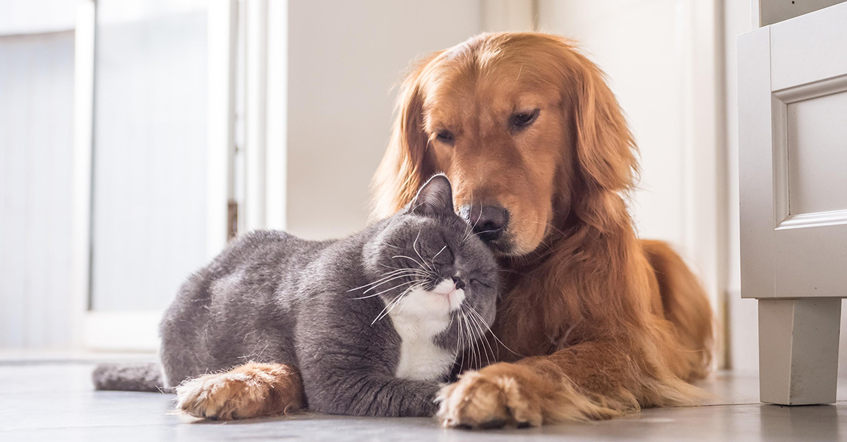 Welke diervoeding is het beste voor jouw hond of kat?