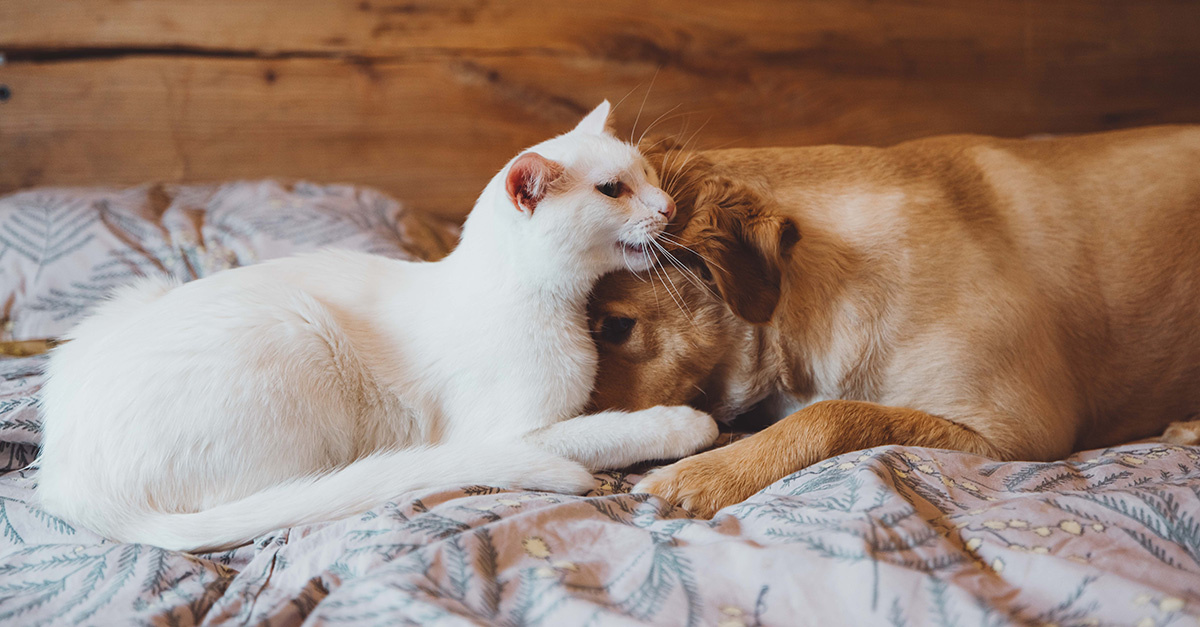 Wat helpt bij alvleesklier klachten van je hond of kat?