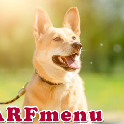 Voer voor honden met gevoelige darmen