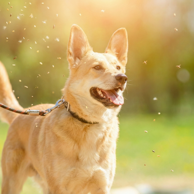 Hypoallergeen voer voor honden