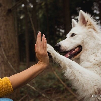 Water bij hondenbrokken