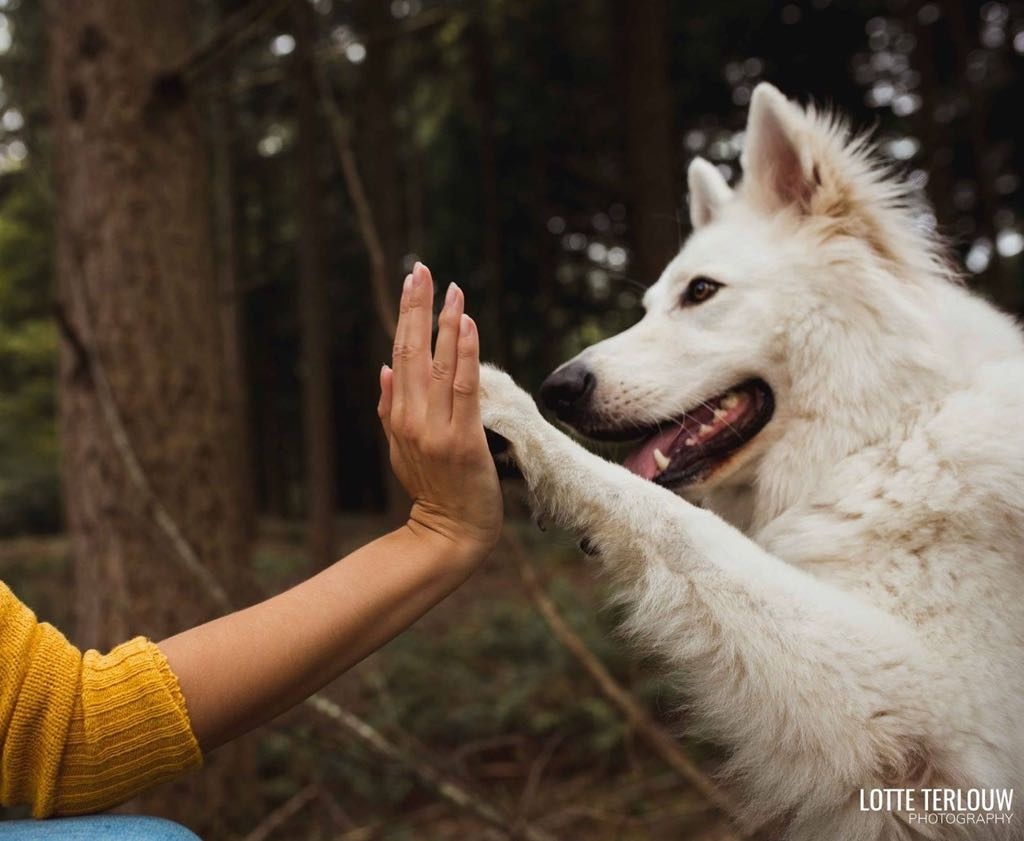 Water bij hondenbrokken