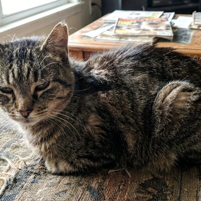 Kattenvoer bij nierfalen