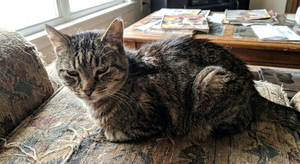 Kattenvoer bij nierfalen