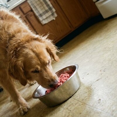 Hondenvoer voor minder ontlasting