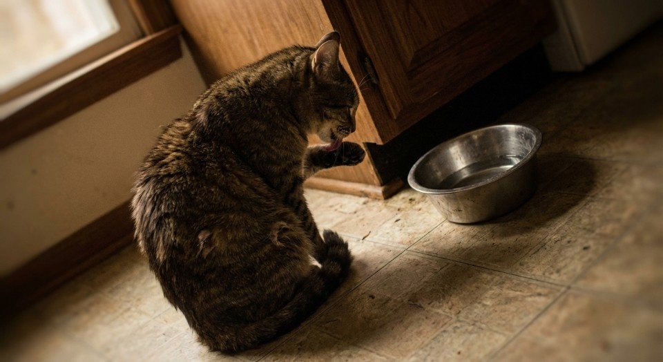 Het beste kattenvoer kiezen