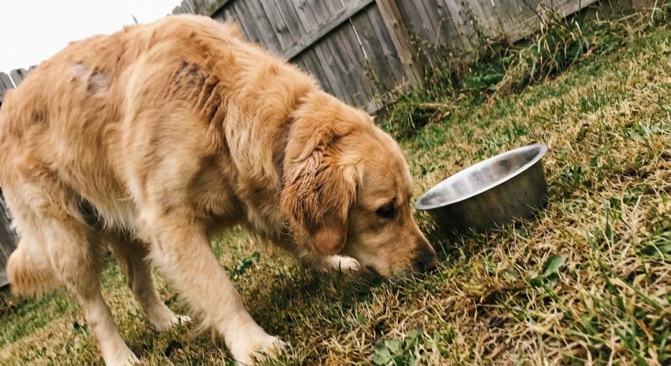 Wat is het beste hondenvoer