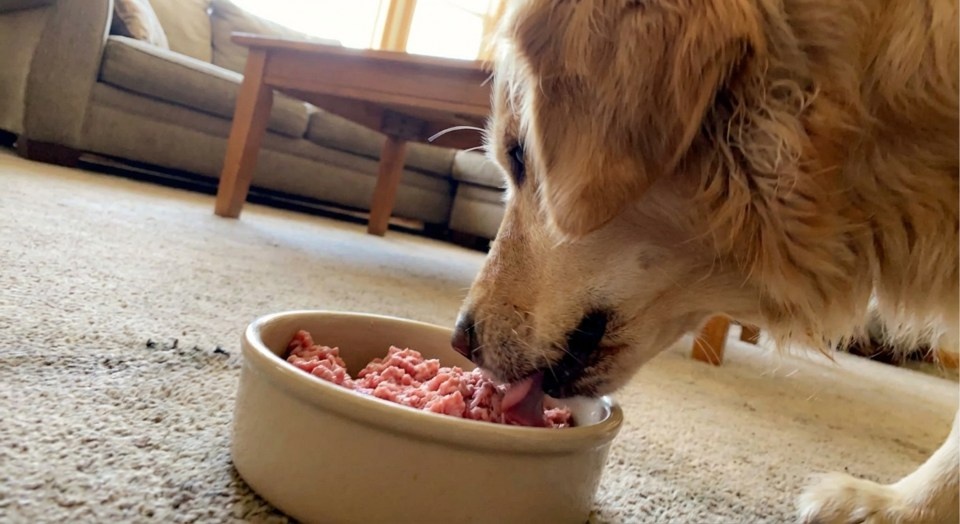 Hoe zelf hondenvoer samenstellen