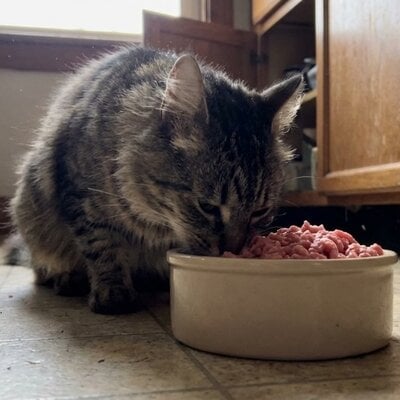 Wat zit er in kattenvoer