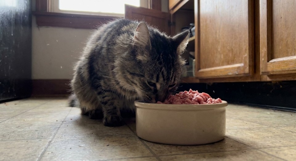 Wat zit er in kattenvoer