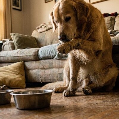 Hondenbrokken tegen verharen