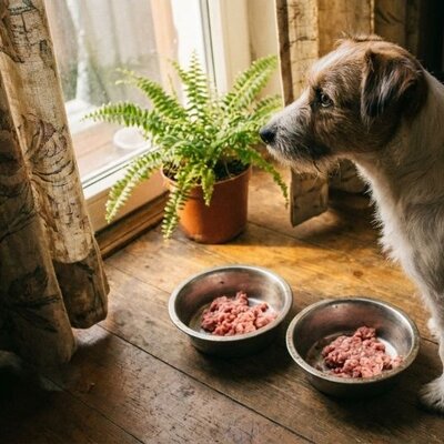 Wat is beter voor een hond?