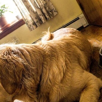 In welke hondenbrokken zit weinig zout