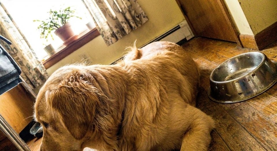 In welke hondenbrokken zit weinig zout