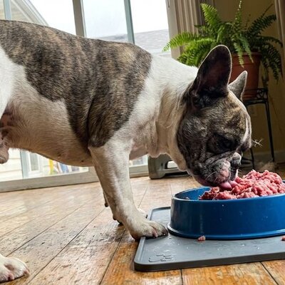 Welk hondenvoer bij winderigheid?