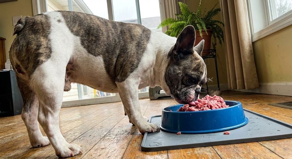 Welk hondenvoer bij winderigheid?