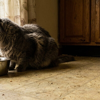 Is hondenvoer slecht voor katten?