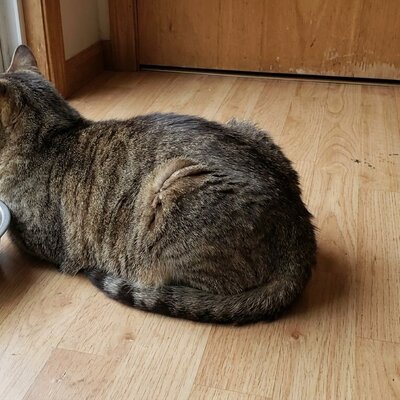 Waar kan ik kattenvoer doneren?